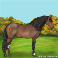 Horse Color:Bay Sabino 