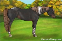 Horse Color:Liver Chestnut Tobiano