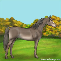 Horse Color:Liver Red Dun Mushroom 