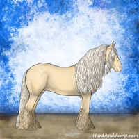 Horse Color:Palomino Appaloosa
