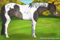 Horse Color:Smoky Black Tobiano Rabicano