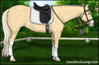 Horse Color:Gold Cream Champagne 