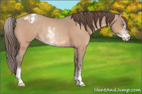 Horse Color:Amber Champagne Sabino Varnish Rabicano 