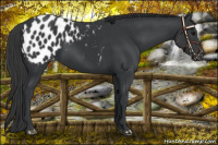Horse Color:Black Appaloosa