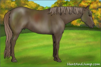 Horse Color:Chocolate Palomino 