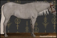 Horse Color:Silver Blue Roan Sabino 