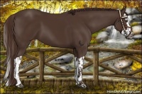Horse Color:Liver Chestnut  and Liver Chestnut Splash 