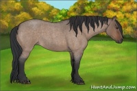 Horse Color:Brown Roan Dun 
