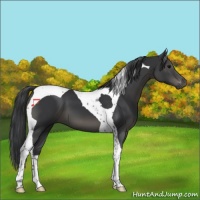 Horse Color:Black Tobiano 