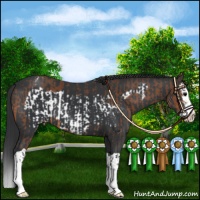 Horse Color:Bay Frame Appaloosa  and Black Splash 
