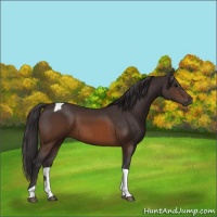 Horse Color:Buckskin Tobiano 