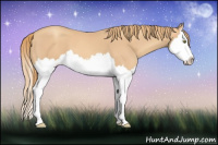 Horse Color:Gold Champagne Splash