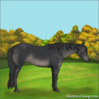 Horse Color:Black 