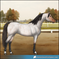 Horse Color:Bay Roan Dun 