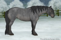 Horse Color:Blue Roan 