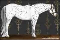 Horse Color:White Spotted Black Splash Tobiano Frame Near Leopard 