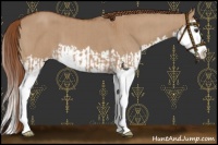 Horse Color:Red Dun Splash  and Red Dun Splash 