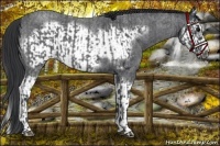 Horse Color:Blue Roan Sabino Splash  and Blue Roan Sabino Splash Frame 