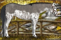 Horse Color:Grullo Roan Sabino Splash  and Grullo Roan Sabino Splash 