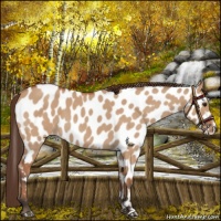 Horse Color:Bay Roan Dun Appaloosa