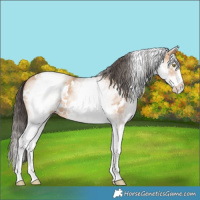 Horse Color:White Spotted Amber Champagne 