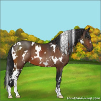 Horse Color:White Spotted Brown 