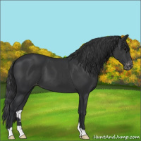 Horse Color:Black Appaloosa 
