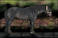 Horse Color:Black 