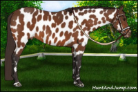 Horse Color:Buckskin Sabino Near Leopard 