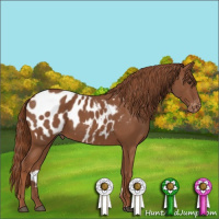 Horse Color:Chestnut Sabino Appaloosa 