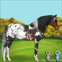 Horse Color:White Spotted Brown Appaloosa Rabicano