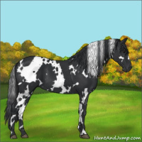 Horse Color:White Spotted Black 