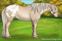 Horse Color:Chocolate Palomino Pearl Appaloosa
