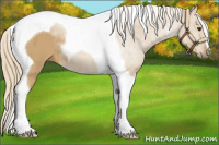 Horse Color:Palomino Tobiano 