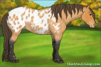 Horse Color:Buckskin Roan Blanket
