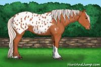 Horse Color:Silver Bay Tobiano Appaloosa Rabicano 