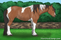 Horse Color:Bay Tobiano Rabicano 