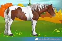 Horse Color:Silver Bay Tobiano Rabicano 