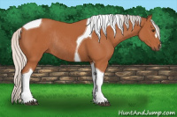 Horse Color:Silver Bay Tobiano Rabicano 