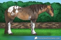 Horse Color:Buckskin Tobiano Appaloosa Rabicano 