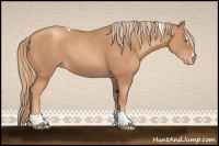 Horse Color:Gold Champagne Sabino Tobiano Appaloosa Rabicano 