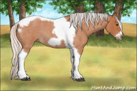 Horse Color:Silver Bay Roan Tobiano Frame Rabicano 