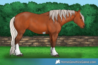 Horse Color:Silver Bay Sabino Tobiano Rabicano 