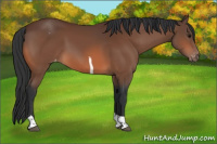 Horse Color:Bay Tobiano Appaloosa 