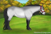 Horse Color:Brown Chinchilla