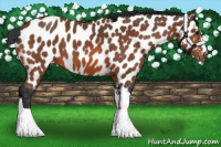 Horse Color:Bay Appaloosa 
