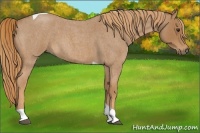 Horse Color:Red Roan Tobiano 