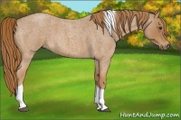 Horse Color:Red Roan Tobiano
