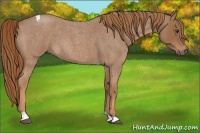 Horse Color:Red Roan Tobiano 