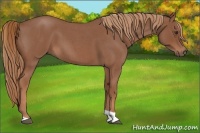Horse Color:Red Roan Tobiano 